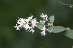 Chinese privet